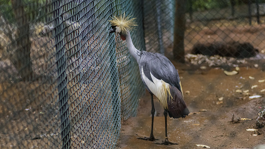 汉班托塔鸟类公园靠近围栏的灰冠鹤