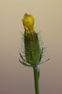 黄色hypochoris radicata