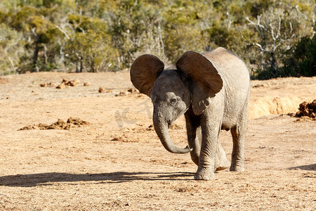 大象耳朵摄影照片_长着大耳朵的非洲布什大象