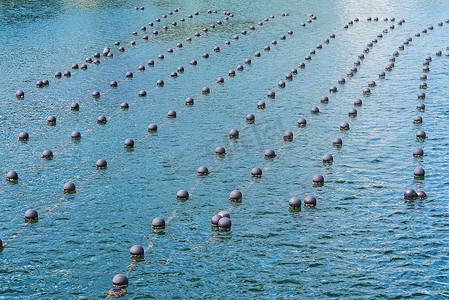 狭叶珍珠菜摄影照片_珍珠在海洋中排行，珍珠在海洋中生产和养殖。
