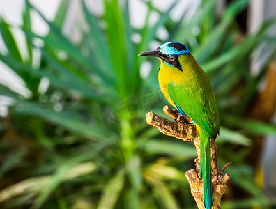 蓝冠摩特摩特的肖像，来自南美洲的彩色热带鸟类