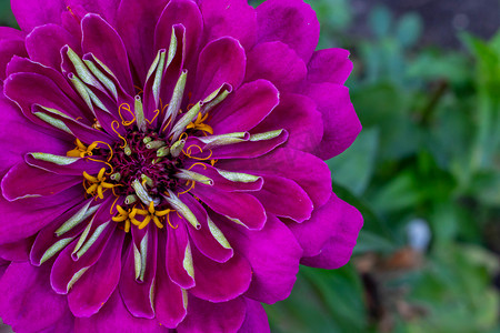 一朵美丽的紫丁香百日菊花位于照片的左侧，并为您的文字留出空间