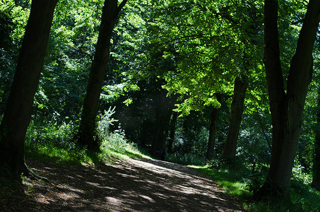 曲折的小路摄影照片_通过林地的路径