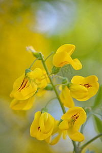 绞股蓝决明茶摄影照片_决明子花