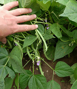 新鲜绿豆栽培、豆类植物花和豆果