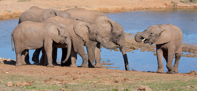 非洲大象喝水