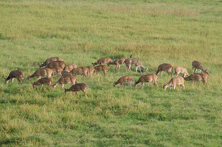 Chital、Cheetal、梅花鹿、Axis 鹿在草原上漫步