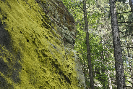 在砂岩岩石上发现的亮黄色 Psilolechia lucida 真菌
