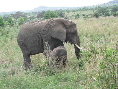 非洲博茨瓦纳大草原上的野生大象 (Elephantidae)