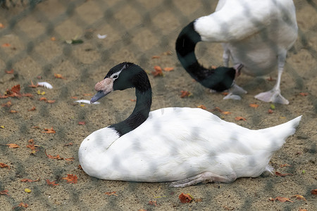 黑颈天鹅躺在地上圈养环境照片