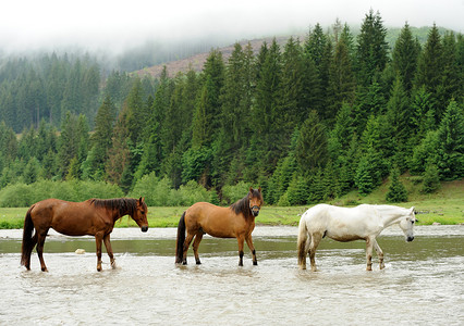 一匹马在河里