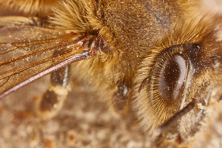 工作蜜蜂极端宏的眼睛和翅膀特写