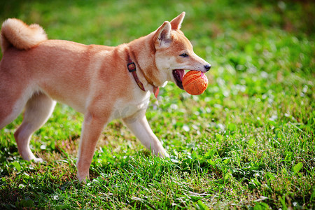 年轻的柴犬