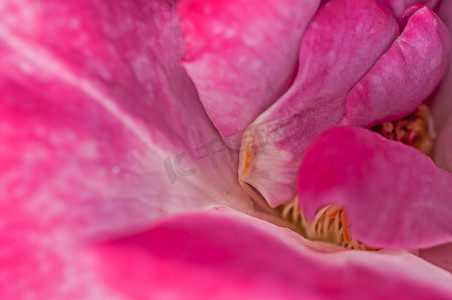 关闭粉红色玫瑰花瓣，抽象图案，自然，花