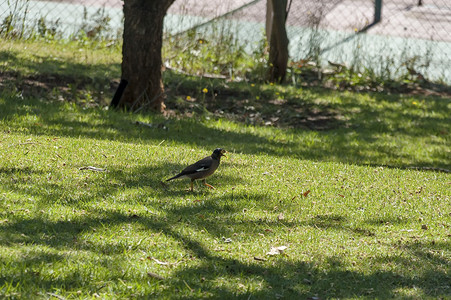皇家纳塔尔国家公园的棕头牛鸟