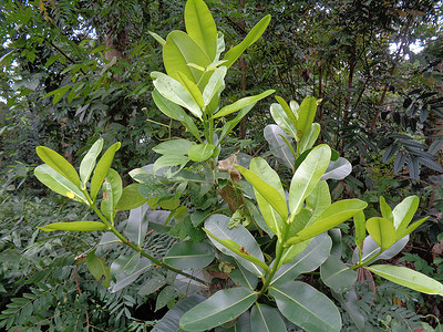 僧摄影照片_绿色小 Calophyllum inophyllum（tamanu、海滩旅游、婆罗洲桃花心木、球树、桅杆木、海滩 calophyllum、红 poon、美人叶、亚历山大月桂树或僧伽罗语）与自然背景。