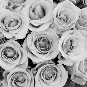 黑白色调背景中的一组美丽的玫瑰花