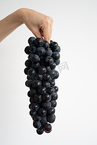 白色背景中手头上的一串新鲜紫黑葡萄
