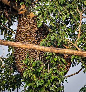 树枝上的天然大蜜蜂巢或蜂箱。