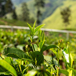 茶树灌木的叶子特写镜头在种植园的背景