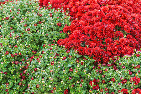 小草背景摄影照片_新鲜红色康乃馨和小草背景