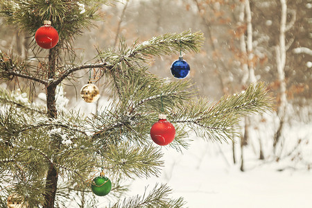 在白雪皑皑的松林中装饰圣诞树，具有复古效果