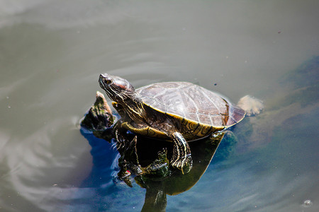 水龟在池塘 2