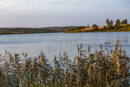 芦苇，芦苇-日光下茂密的灌木丛，模糊背景下的湖景