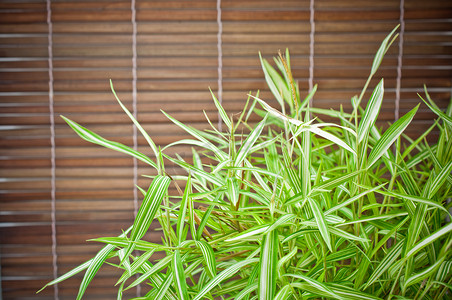 Bambusa arundinacea Willd 和竹背景