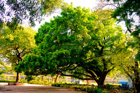 一棵老大榕树正面图在秋天日落时间的公共公园。