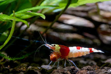 装饰虾摄影照片_红蜂矮小虾在淡水水族箱的水生植物绿叶下带来食物。