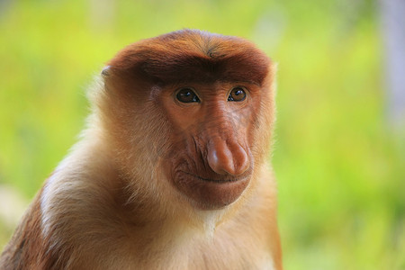 婆罗洲摄影照片_长鼻猴肖像，婆罗洲，马来西亚