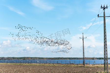 一大群鸟飞过光伏太阳能电池板
