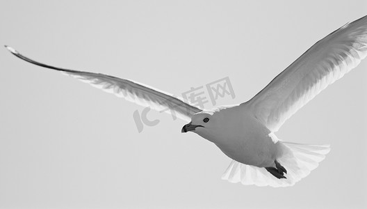 美丽的黑白背景，一只飞翔的海鸥