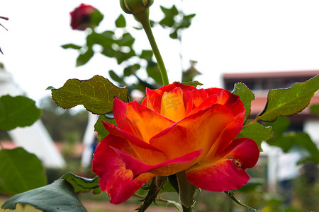 色彩缤纷的美丽玫瑰（花瓣、叶子、花蕾和开放的花朵）