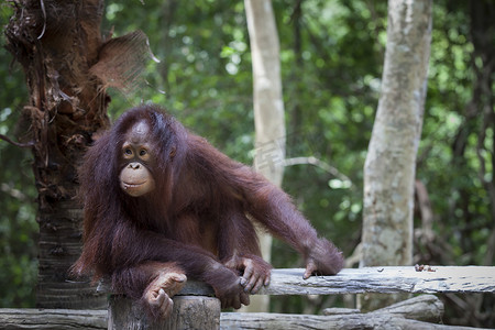 关闭婆罗洲猩猩的全身和脸部