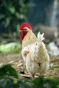 一只鸡在自然背景下的形象。