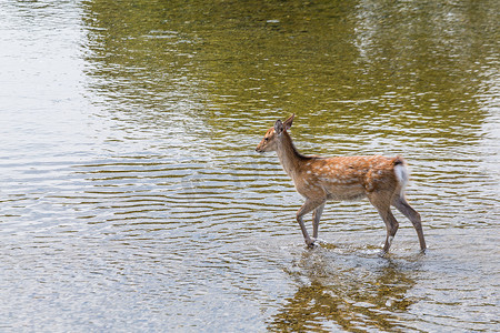 鹿在河中行走