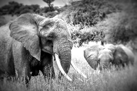 羊群草原摄影照片_走在焦油的大草原的母亲和婴儿非洲象