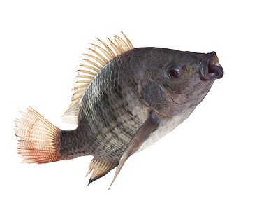 尼罗河鱼跳跃孤立的白色背景用于自然动物