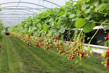 在温室草莓和草莓中培养