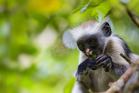 濒临灭绝摄影照片_濒临灭绝的桑给巴尔红疣猴 (Procolobus kirkii)，Joza