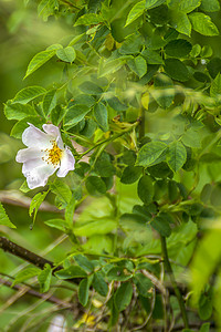 玫瑰花枝摄影照片_季节花园中的玫瑰花枝