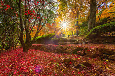 太阳之星摄影照片_阳光明媚地穿过秋天的花园