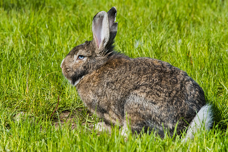 灰色大耳朵兔子摄影照片_灰色小兔子野兔坐在绿草上。