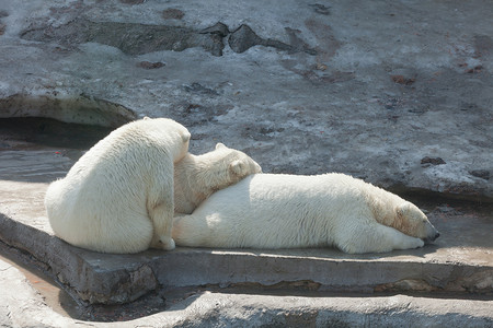 三只睡觉的北极熊