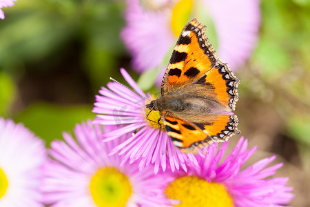 来自墨西哥飞蓬或 Er 的小龟甲 (Aglais urticae)