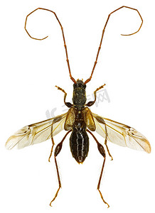 白色背景上的长角牛甲虫 Molorchus - Molorchus minor (Linnaeus, 1758)