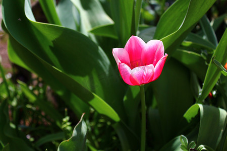 田野春天摄影照片_花园里美丽的郁金香