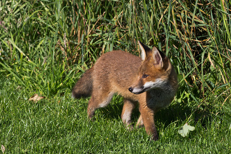 赤狐（Vulpes Canidae）